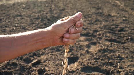 Die-Hand-eines-Mannes-zieht-ein-Korn,-das-auf-den-Boden-fällt.-Korn-in-der-Hand-eines-Landwirts-auf-dem-Hintergrund-der-Erde