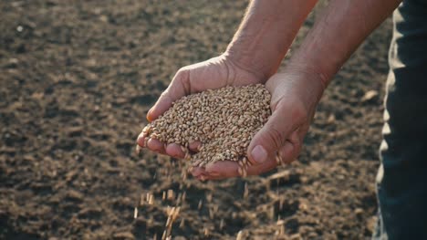 Grain-in-the-hand-of-a-farmer-on-the-background-of-the-earth,-wheat-is-poured-through-the-fingers-of-a-man-in-the-field