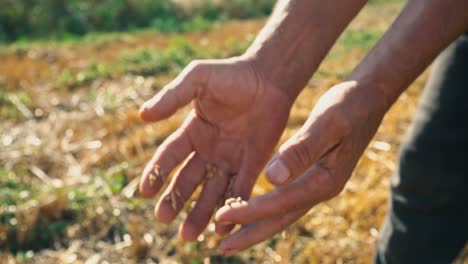 Grain-in-the-hand-of-a-farmer-against-the-background-of-the-field,-wheat-is-poured-through-the-fingers-of-a-man