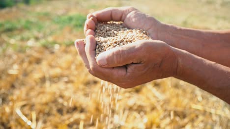 El-grano-está-en-manos-del-granjero,-trigo-se-vierte-a-través-de-los-dedos-del-hombre-en-el-campo