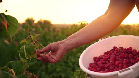 An-elderly-woman-in-a-brown-T-shirt-and-a-white-hat-rips-raspberry-berries-from-a-bush-and-puts-them-in-a-white-bowl,-a-raspberry-picker-harvesting-on-a-sunset-background
