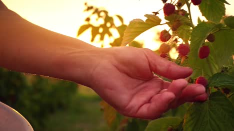 Close-up-of-a-female-hand-that-gently-snaps-off-a-ripe-raspberries-from-a-bush-on-a-sunset-background,-harvesting-raspberries-on-a-plantation,-raspberry-picker