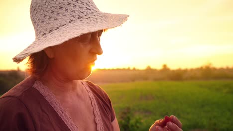 An-elderly-woman-in-a-brown-T-shirt-and-a-white-hat-is-trying-to-taste-freshly-raspberries-on-a-sunset-background,-a-raspberry-picker-eating-raspberries-and-shaking-her-head-with-pleasure