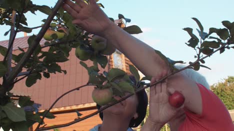Senior-mujer-jardín-manzana-madura-en-el-huerto-de-frutales-la-cosecha-en-el-día-de-verano