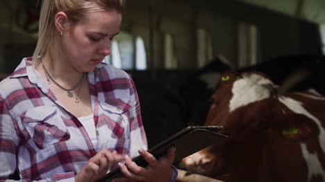 Schöne-Mädchen-schreibt-Informationen-über-Kühe-auf-dem-tablet