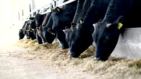 agriculture-livestock-farm-or-ranch.-a-large-cowshed,-barn.-Row-of-cows,-big-black-purebred,-breeding-bulls-eat-hay