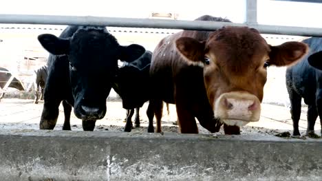 close-up.-young-bull-chews-hay.-flies-fly-around.-Row-of-cows,-big-black-purebred,-breeding-bulls-eat-hay.-agriculture-livestock-farm-or-ranch.-a-large-cowshed,-barn