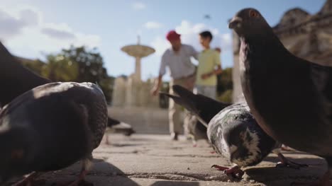 Grandfather-And-Grandchild-Feeding-Pigeons-With-Bread-On-Vacations