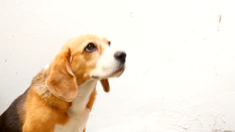 Owner-feeding-orange-fruit-to-beagle