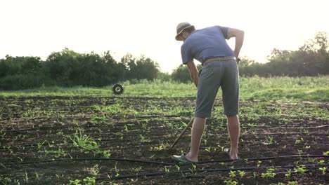 Farmer-removes-weeds-by-hoe-in-corn-field-with-young-growth-at-organick-eco-farm