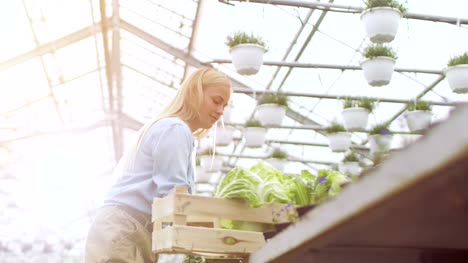 Hard-Working-Female-Farmer-Packs-Box-with-Vegetables.-She-Happily-Works-in-Sunny-Industrial-Greenhouse.-Various-Plants-Growing-Around-Her.