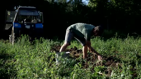 Joven-agricultor-cosecha-papas-en-cubo-en-el-campo-en-la-granja-orgánica