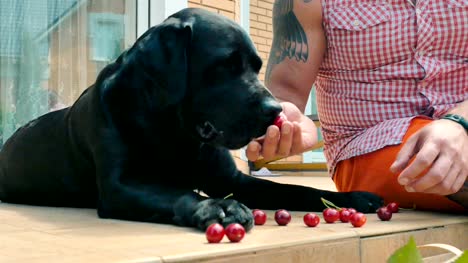 The-dog-eating-cherries-from-man's-hands