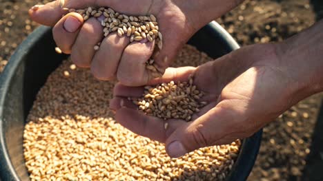 The-grain-is-in-the-hands-of-the-farmer,-men's-hands-are-picking-wheat-from-a-bucket-and-pouring-from-hand-to-hand
