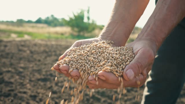 El-grano-está-en-manos-del-granjero,-trigo-se-vierte-a-través-de-los-dedos-del-hombre-en-el-campo