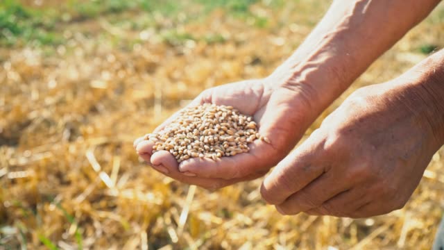 El-grano-está-en-las-manos-del-trabajador,-el-agricultor-evalúa-la-calidad-del-grano,-el-hombre-examina-y-analiza-el-trigo-en-la-palma-de-su-mano
