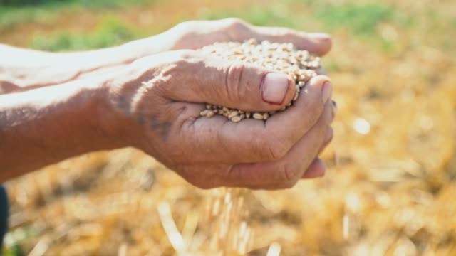 Das-Korn-ist-in-den-Händen-des-Landwirts,-Weizen-wird-durch-die-Finger-des-Mannes-im-Bereich-gegossen