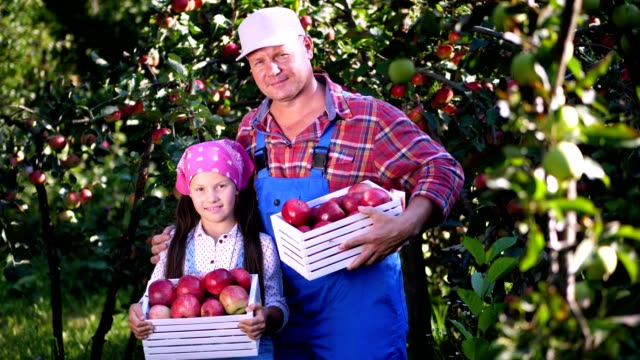 Recogiendo-manzanas-en-granja,-en-el-jardín.-en-caliente-y-soleada-mañana-de-otoño.-Retrato-de-familia-de-agricultores,-papá-e-hija-sosteniendo-en-sus-manos-las-cajas-de-madera-con-maduras-manzanas-orgánicas,-sonriendo