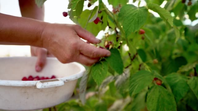 Close-up-of-a-female-hand-that-gently-snaps-off-a-ripe-raspberries-from-a-bush-in-daylight,-harvesting-raspberries-on-a-plantation,-raspberry-picker