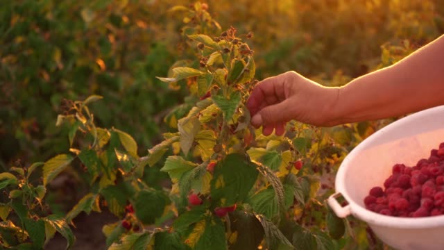 Close-up-of-a-female-hand-that-gently-snaps-off-a-ripe-raspberries-from-a-bush-on-a-sunset-background,-harvesting-raspberries-on-a-plantation,-raspberry-picker