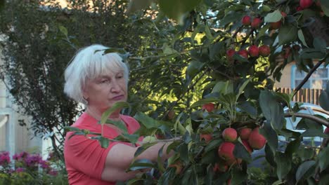 Erwachsene-Frau-Abholung-vom-Baum-und-Geschmack-Reifen-Apfel-im-Sommergarten