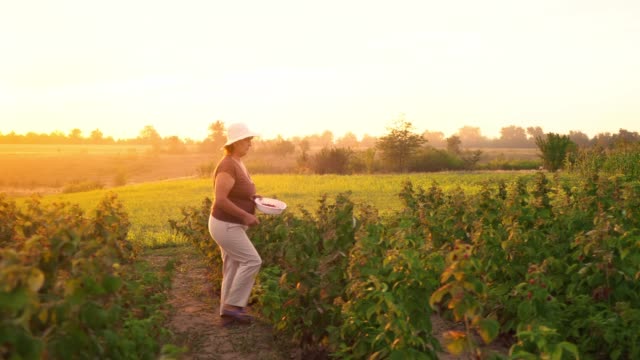 An-elderly-woman-collects-raspberries-at-sunset.-Organic-food.