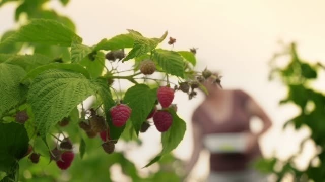 An-elderly-woman-collects-raspberries-at-sunset.-Organic-food.