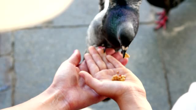 VENICE,-ITALY---JULY-7,-2018:-close-up,-tourists-feed-pigeons-from-hands,-in-Venice.-tame-pigeons