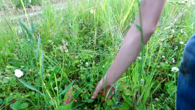 Boy-teenager-collects-ripe-wild-strawberry.-Boy-collects-berries-on-the-edge-of-the-forest.