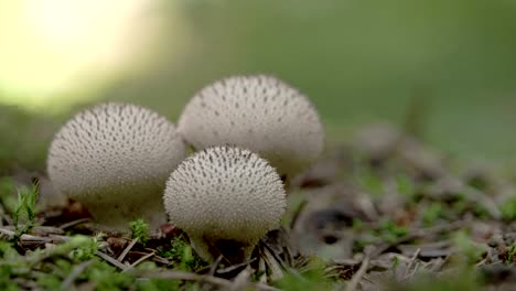 Three-white-warted-puffball-mushroom-in-the-middle-of-the-forest-FS700-Odyssey-7Q-4K