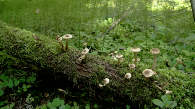 Lots-of-white-mushrooms-popping-out-of-the-old-lying-trunk-FS700-Odyssey-7Q-4K