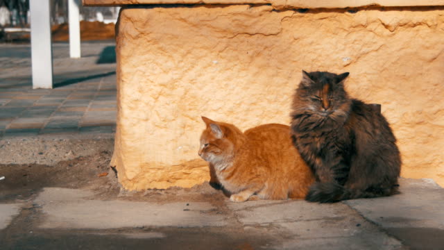 Zwei-graue-und-rote-obdachlose-Katzen-auf-der-Straße-im-frühen-Frühling
