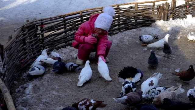 Little-girl-child-feeding-domestic-pigeons.-Pigeons-eat-grain-near-the-girl.-The-girl-is-happy-with-this-work.-Spring-cold-day.