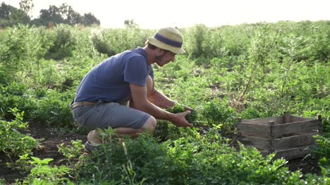 Agricultor-en-sombrero-de-la-cosecha-de-perejil-fresco-por-cuchillo-en-el-campo-de-la-granja-orgánica