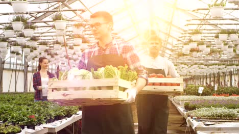 Dos-industriales-trabajadores-llevan-cajas-completo-de-hortalizas-de-invernadero-mientras-que-los-agricultores-trabaja-con-filas-de-plantas.-Las-personas-son-sonriente-y-feliz-con-comida-ellos-son-crecimiento-orgánico.