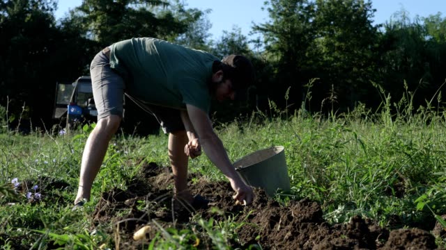 Junglandwirt-Ernte-Kartoffeln-im-Eimer-auf-dem-Feld-am-Bio-Bauernhof