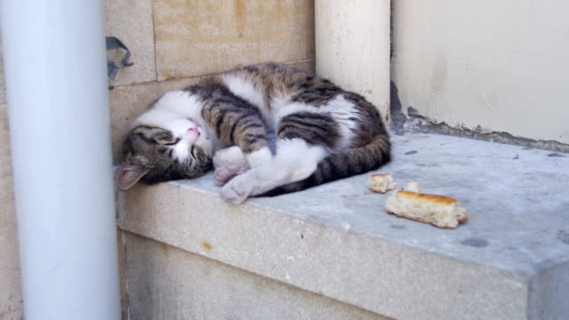 Heimatlose-Katze-schläft-auf-der-Straße-im-Sommer