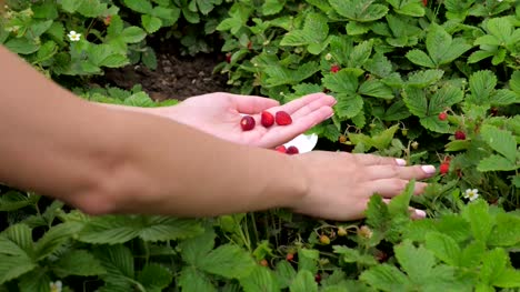 Die-Hände-von-Frauen-sammeln-reife-Erdbeeren
