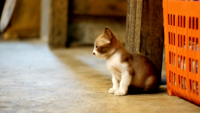 Little-Grey-stray-kitten-sitting-on-the-ground-at-night-street-market