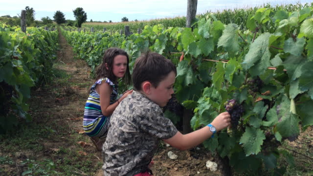 Kleine-Jungen-und-Mädchen,-die-Trauben-in-einem-französischen-Weinberg-Kommissionierung