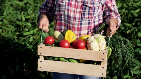 Landwirt-trägt-eine-Holzkiste-mit-verschiedenen-Gemüsen