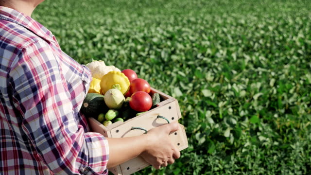 Female-farmer-carries-a-wooden-box-with-different-vegetables