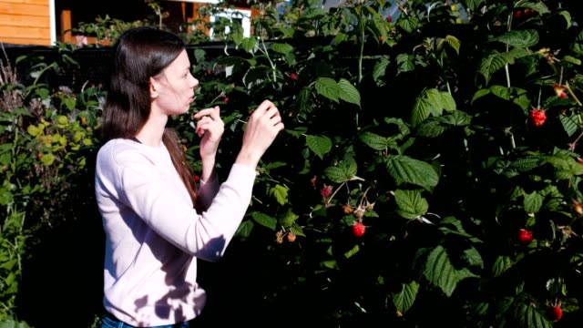 Young-brunette-woman-eats-raspberries,-tearing-it-from-the-bushes-in-the-country.