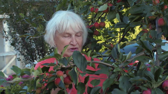 Elderly-woman-in-apple-garden-among-fruit-trees-in-countryside-backyard