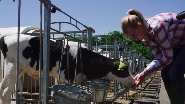 Blond-lady-is-feeding-little-calf-at-the-farm