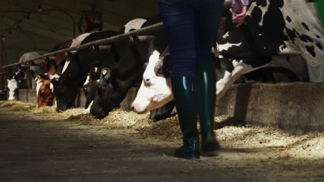 Female-worker-walks-near-cows-at-the-farm