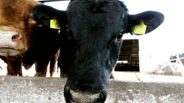 close-up.-young-bulls-chew-hay.-flies-fly-around.-Row-of-cows,-big-black-purebred,-breeding-bulls-eat-hay.-agriculture-livestock-farm-or-ranch.-a-large-cowshed,-barn