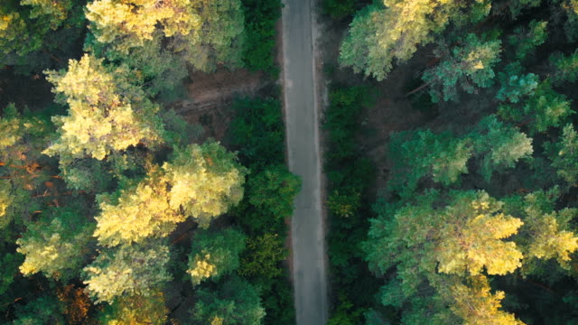 Top-view-Flying-over-Old-Patched-Forest-Road.-Woods-growing-both-sides