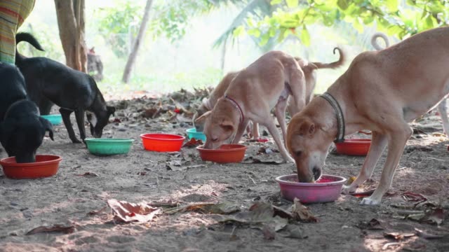 Alimentación-en-perrera.-Perros-hambrientos-comen-su-comida-en-el-Santuario-de-perro