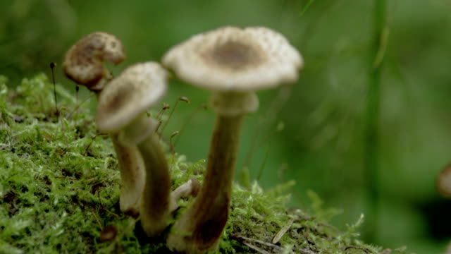 Three-white-brown-warted-mushrooms-on-the-mossy-trunk-FS700-Odyssey-7Q-4K